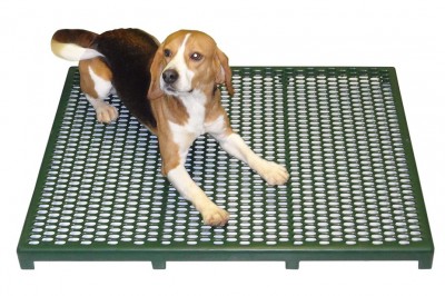 Beagle on RACS Comfort Cage