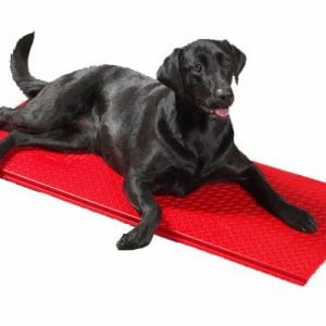 black Labrador on a poly pet heat mat