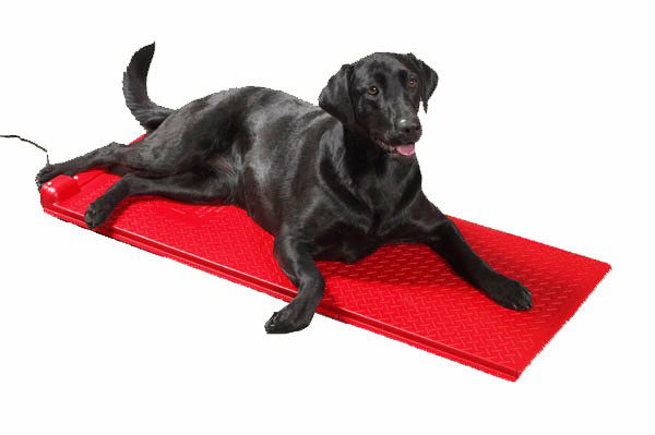 black Labrador on a poly pet heat mat