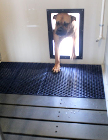 Dog walking into a doorway with RACS custom animal flooring on the ground