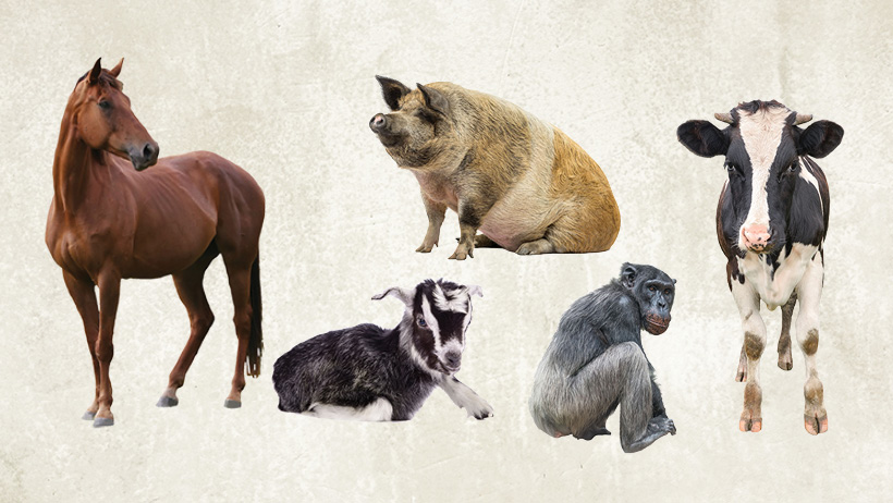 RACS animal flooring