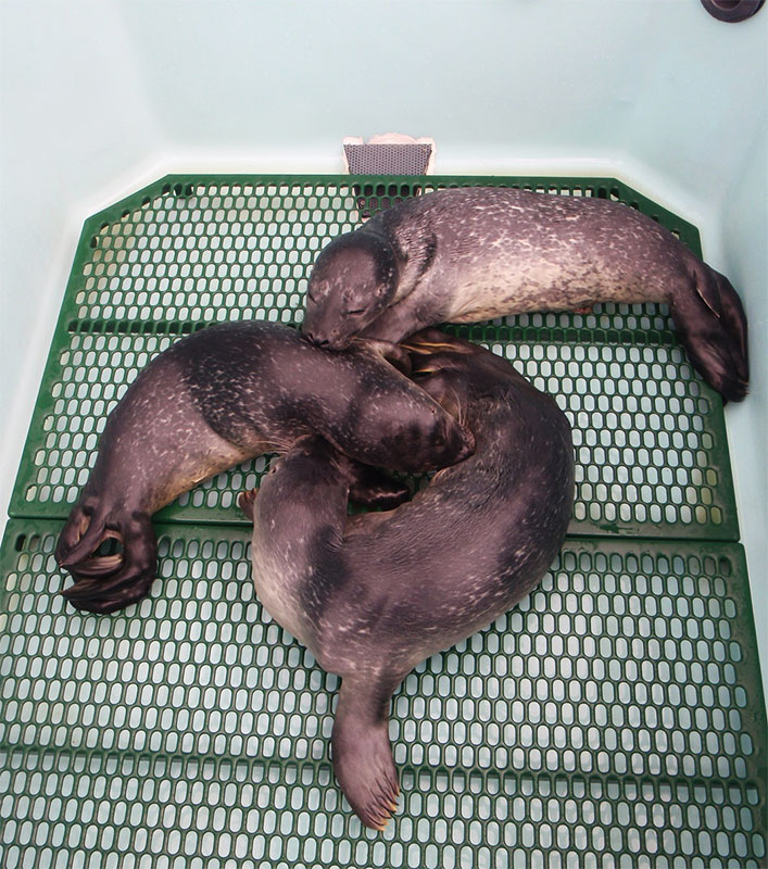 custom animal floors