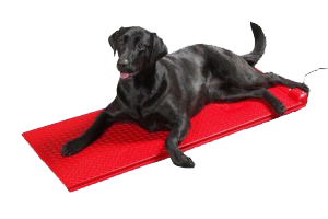 Black lab laying on a red Poly Pet Heat Mat