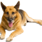 RACS-Dog-BKG-Image quote