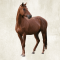 dreamstime_m_7487359a Brown adult horse