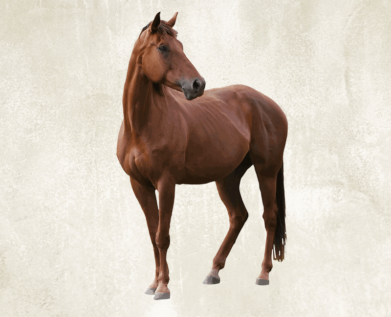 Brown adult horse