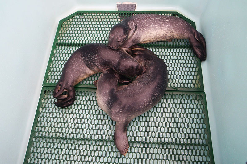 Seal pups on Comfort RACS cage floors