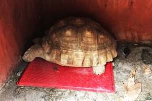 tortoise heat mat