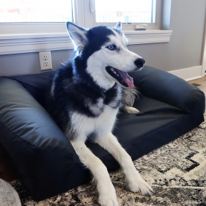 plush bolster dog bed