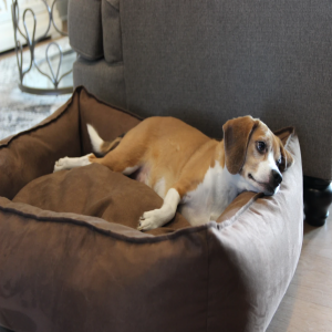 dog bed