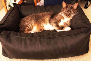 cat bed