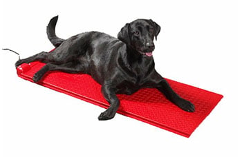 black Labrador on a poly pet heat mat