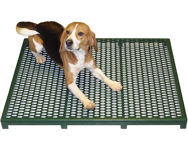 beagle on a green raised cage floor