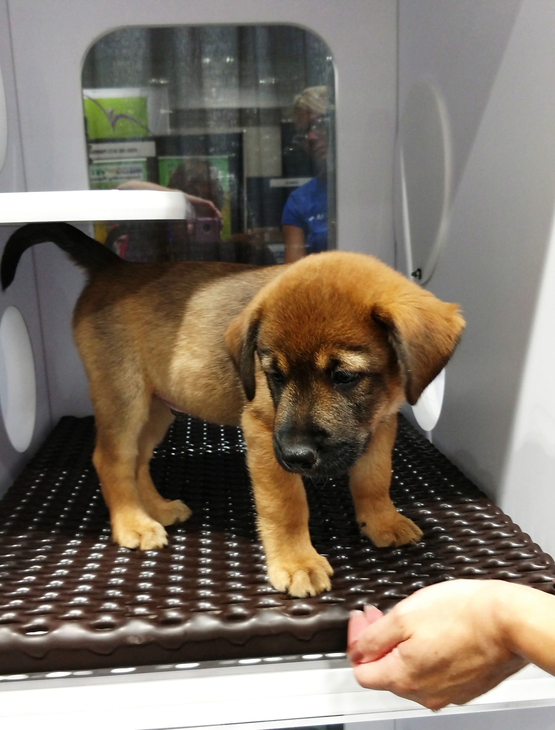 puppy on a brown cage grate