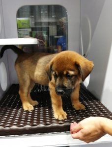 puppy on pet friendly Industrial cage flooring