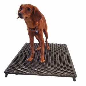 Dog on cage floor