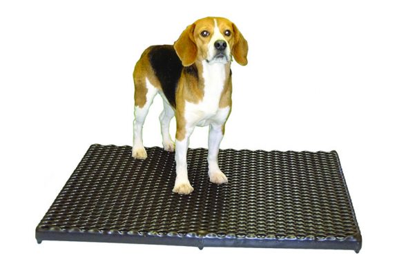 RACS Lite_Beagle Beagle on RACS lite