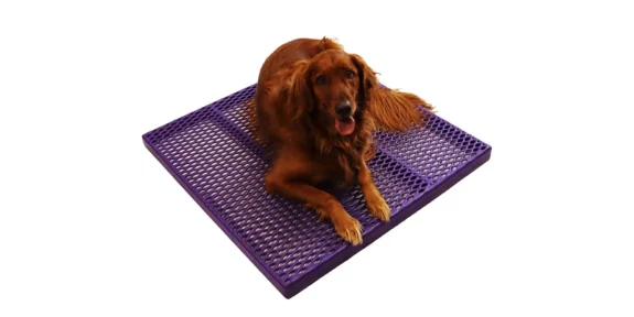 Walter_Purple-Run_1440x720