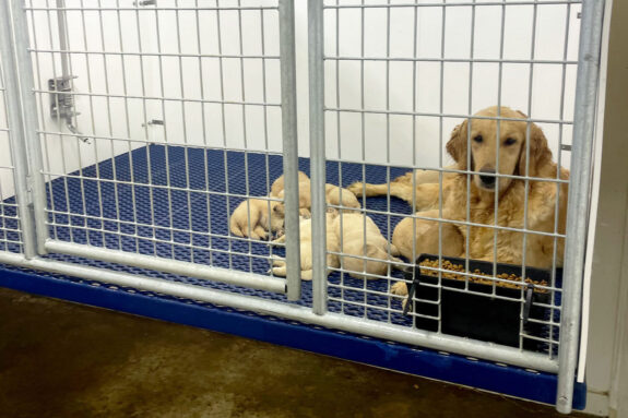 IMG_20250708_133842a Dog and puppies on a custom animal floor