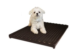 light cage floor with dog
