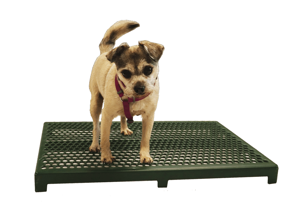 dog on comfort RAC cage floor