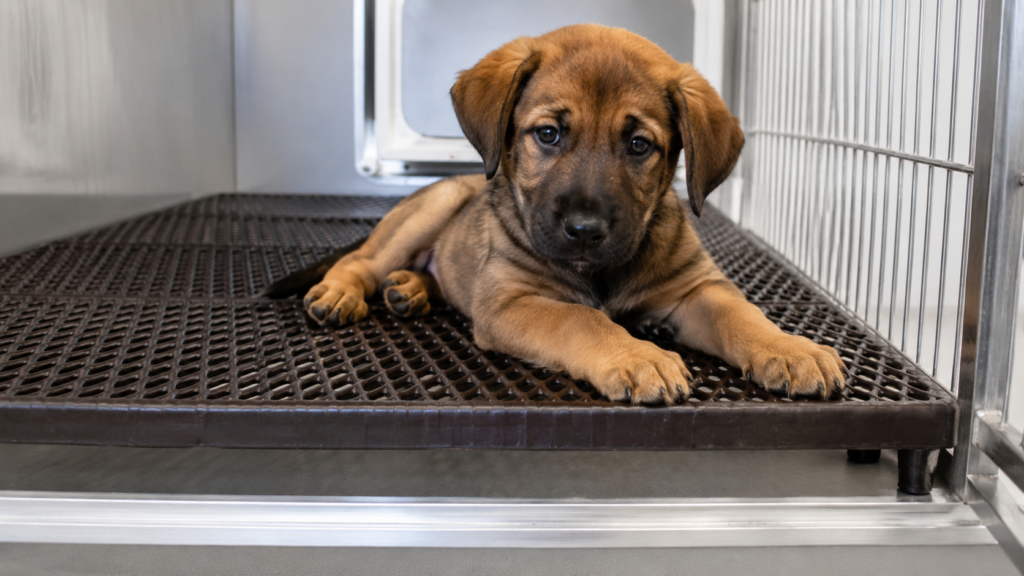 RACS Animal Care Flooring for Kennels