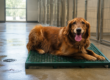 Happy Dog on RACS Kennel Flooring
