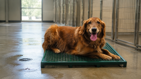 Happy Dog on RACS Kennel Flooring